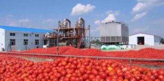 Estados Unidos impondrá aranceles de 20.91% a tomates mexicanos a partir de julio.