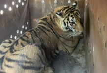 Aseguraron dos tigres de Bengala y explosivos en operativo en Sinaloa.