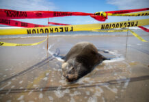 Advierten no tocar a la fauna marina en Playas de Tijuana este verano.