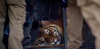 Esta es la casa en Tijuana donde rescataron un tigre y otros animales exóticos.