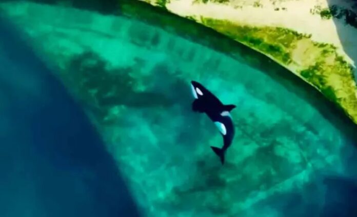 Orcas olvidadas en cautiverio .
