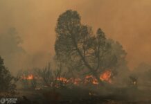Incendios forestales en Tecate han consumido más de 12 mil hectáreas en 13 días.