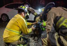 Bomberos rescatan a una mascota en incendio de viviendas en la colonia Buenos Aires Norte de Tijuana.
