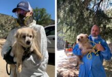 Rescataron 700 perros y gatos en operativo histórico en Los Ángeles.