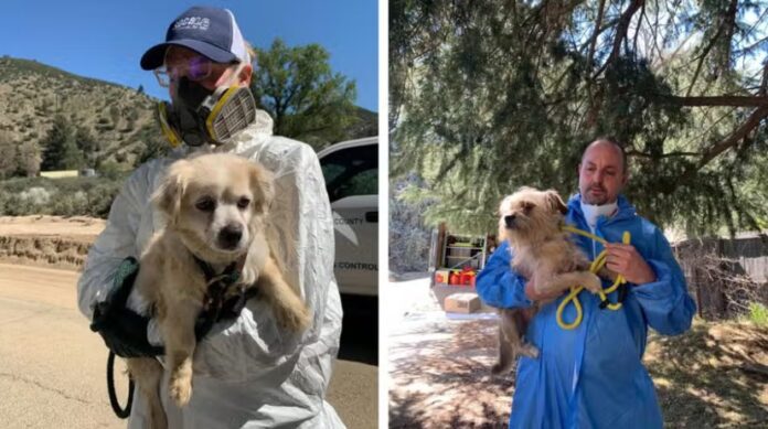Rescate animal Los Ángeles