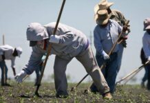 California avanza proyecto para subir salario de campesinos a $19.75 por hora.