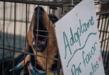 Promueven la adopción y el bienestar animal en Rosarito.