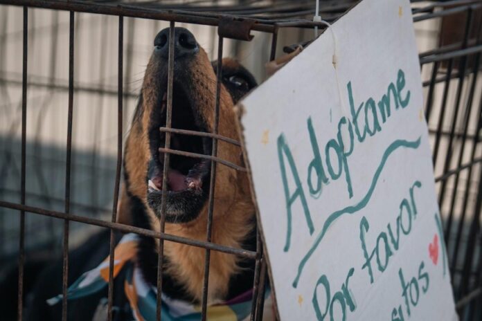 Jornada Animal Rosarito .