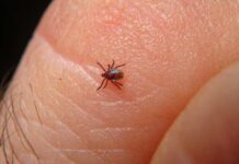 Autoridades de salud alertan por riesgo de rickettsia en la Zona Este de Tijuana.