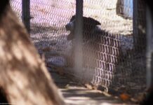 Mujer muere tras presunto ataque de 17 perros en Mexicali.