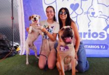 Hogares temporales, la opción para salvar perros ante la saturación de refugios.