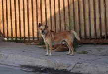 Reportan 24 casos y 12 defunciones por rickettsiosis en Tijuana y Tecate.