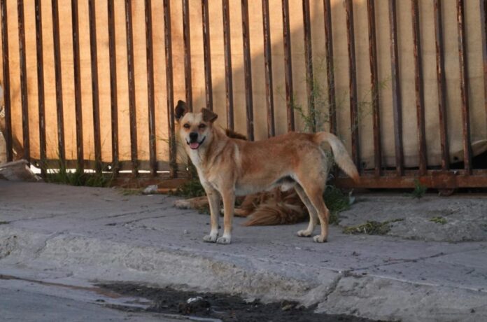 Perros rickettsiosis