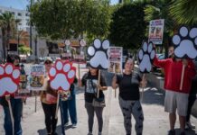 Protestan contra influencer Sol León por perros adoptados en Tijuana.
