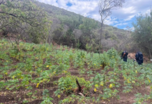 Aún existen operativos contra la planta verde en Tijuana.