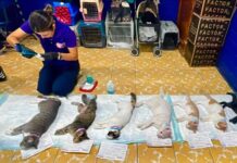Realizarán jornada de esterilización para perros y gatos en Tijuana.