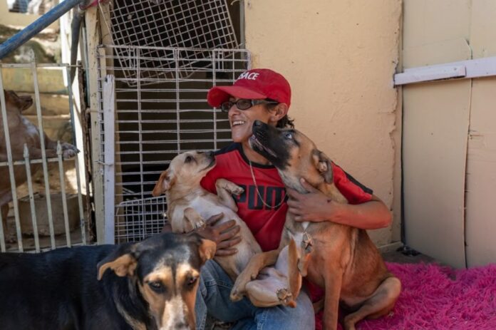 Apoyo albergue perros