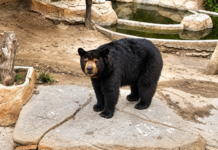 Alcalde de Tijuana lamentó fallecimiento del Oso Yogui del Parque Morelos.
