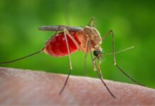 Fumigarán 6 mil lotes en San Diego contra el virus del Nilo Occidental.