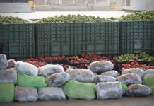 Hallan 724 kilos de metanfetamina ocultos en cajas de verduras en la garita comercial de Otay.