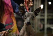 Celebran el primer Día Nacional del Xoloitzcuintle en el Canódromo Caliente.