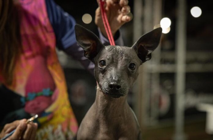 Día Nacional del Xoloitzcuintle .