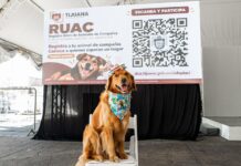 Registro de mascotas será obligatorio en Tijuana y podría haber multas.